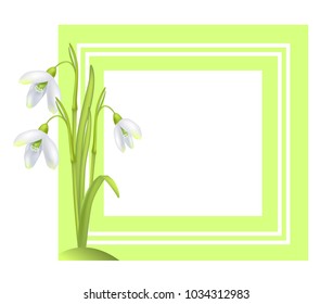 Greeting card with framing snowdrop galanthus bell shaped flower vector illustration isolated on white background. First spring blooming bulbous plant