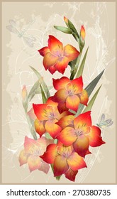 Greeting card with  gladiolus. Illustration gladiolus and dragonfly.
