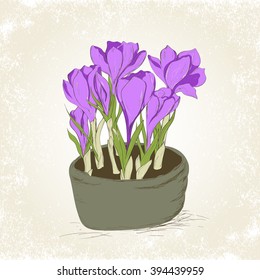 Greeting card with hand drawn crocus spring flowers in the pot. Vector illustration.