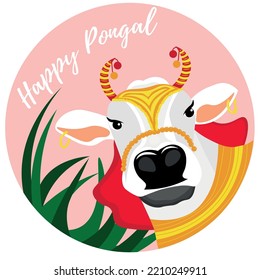 Greeting card for Happy Pongal with Indian cow