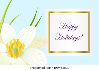 Greeting card with line frame around written happy holidays wishes and narcissus white head with yellow middle. Paper decorative leaflet vector poster