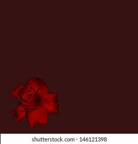 Greeting card with rose in claret colors