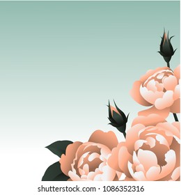 greeting card with roses blank vector