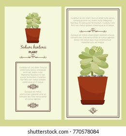 Greeting card with sedum hintonii decorative plant, square frame. Vector illustration