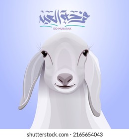 greeting card sheep vector for Muslim holiday Eid al Adha with Arabic calligraphy Eid Mubarak or happy Eid