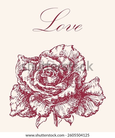 Greeting card with single red rose sketch, valentines, lettering love, vector illustration