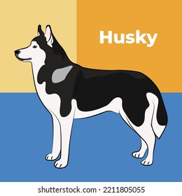 Greeting card with a sitting staying husky breed dog. Colorful dog art. The postcard is for dog lovers. Pet character postcard art. Funny dog mascot, and a detailed husky illustration. Flat graphic.
