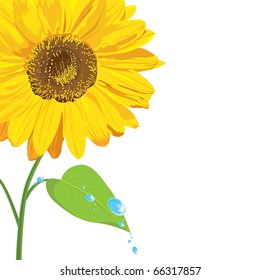 greeting card with sunflower vector