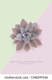 Greeting card template with flower Graptopetalum paraguayense Ghost Plant. Realistic Vector Illustration. Jade plant.