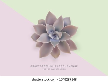 Greeting card template with flower Graptopetalum paraguayense Ghost Plant. Realistic Vector Illustration. Jade plant.