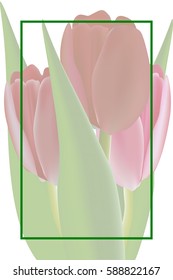 Greeting card  with tulips, made with a gradient mesh