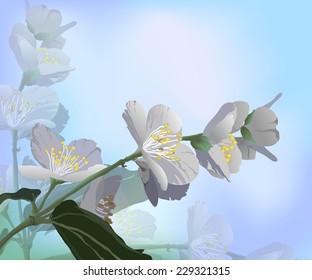 Greeting card with white  flowering sprig of Jasmine with place for your text 