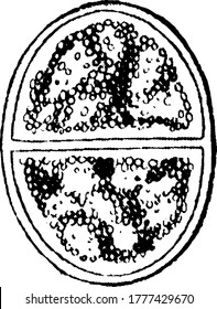 Gregarina, a parasitic protozoan. Stage 2 in the conjugation and spore forming, vintage line drawing or engraving illustration