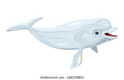 Gregarious beluga or white whale is Arctic and sub-Arctic cetacean. It s known as sea canary, due to its high-pitched calls and melonhead. Marine animal. Vector isolated illustration.