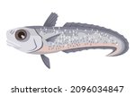 Grenadier (macruronus) on white background, seafood. Vector illustration.