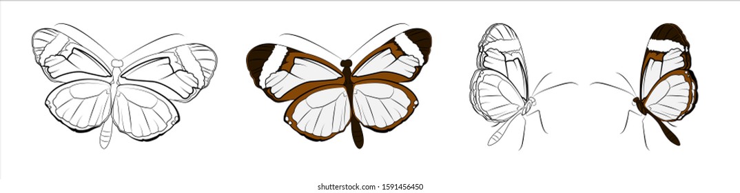 Greta Oto Butterfly set, line and color object isolated on white background. Illustration for your design.
