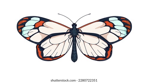 Greta también, especie de mariposa de vidrio. Insulto volador, hermosa polilla con alas transparentes en un estilo vintage realista. Dibujo retro. Ilustración vectorial dibujada a mano aislada en fondo blanco