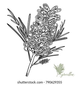 Grevillea Hand-drawn Vector Illustration