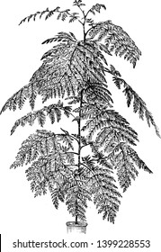 Grevillea Robusta is a fast-growing evergreen tree and commonly known as Silver oak, vintage line drawing or engraving illustration.