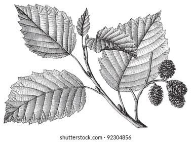 Grey Alder (Alnus incana) / vintage illustration from Meyers Konversations-Lexikon 1897