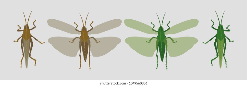 grey brown locust and green grasshopper closed and open wings