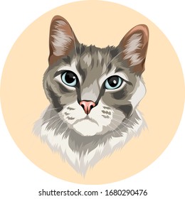 grey cat with blue eyes vector cartoon perfect for pet lover or pet business