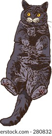 Grey Cat Lying on Back Top View Vector Illustration