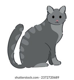 Grey cat on white background