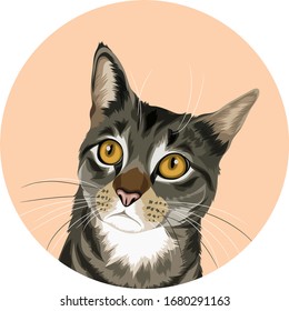 grey cat with yellow eyes vector cartoon perfect for pet lover or pet business
