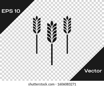 Grey Cereals set with rice, wheat, corn, oats, rye, barley icon isolated on transparent background. Ears of wheat bread symbols.  Vector Illustration