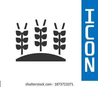 Grey Cereals set with rice, wheat, corn, oats, rye, barley icon isolated on white background. Ears of wheat bread symbols.  Vector