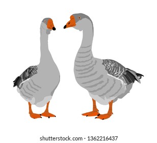 Grey Chinese Goose vector illustration isolated on white background. Goose couple in love isolated on white background. Water bird. Domestic animal.