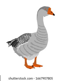 Grey Chinese Goose vector illustration isolated on white background. Goose isolated on white background. Water bird. Domestic animal.