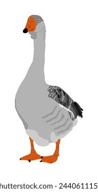 Ilustración vectorial de ganso chino gris aislado sobre fondo blanco. Ganso aislado sobre fondo blanco. Pájaro de agua. Animal doméstico.