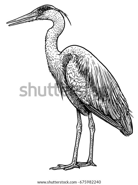 Grey Common Heron Illustration Drawing Engraving Stock Vector (Royalty ...