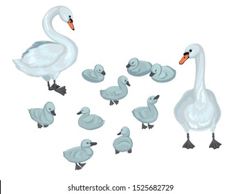 Grey couple of swans and brood of cygnets, babies. Walk near pond or lake. Family wild birds, waterfowl. Cute hand drawn animals. Isolated on white background. Cartoon flat style vector illustration.