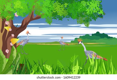 Grey cranes birds on the green field, , nature wildlife scene vector