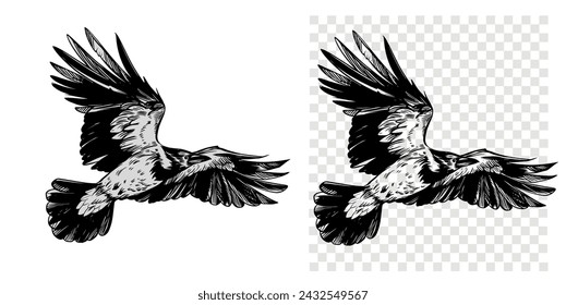 Grey crow, raven, bird, vector sketch illustration, hand drawn, black outline, engraving style