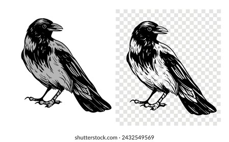 Grey crow, raven, bird, vector sketch illustration, hand drawn, black outline, engraving style