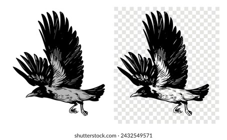 Grey crow, raven, bird, vector sketch illustration, hand drawn, black outline, engraving style