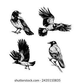 Graue Krähe, Rabe, Vogel, Vektor-Skizze-Illustration, handgezeichnet, schwarze Kontur, Gravierstil