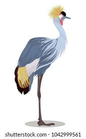 Grey crowned crane cartoon