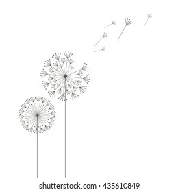 Grey dandelions on white background