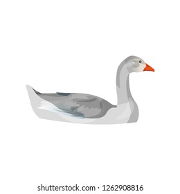 Grey domestic goose swimming. Side view. Vector illustration isolated on white background