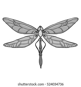 Grey Dragonfly on white background. Vector illustration for your design.