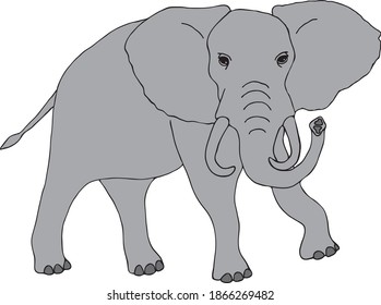 Grey editable vector elephant with large ears