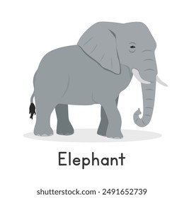 Grey elephant vector illustration, cartoon clipart character, animal in flat style. Wild animals, wild creatures, wildlife concept. Elephant vector design isolated on white background