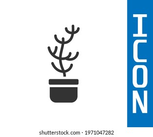 Grey Exotic tropical plant in pot icon isolated on white background.  Vector