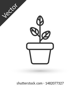 Grey Flowers in pot icon isolated on white background. Plant growing in a pot. Potted plant sign.  Vector Illustration