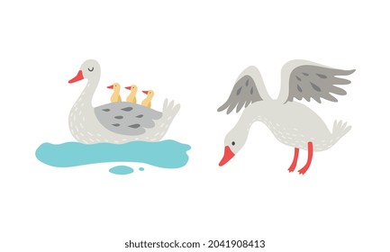 Grey Goose Character Swimming with Goslings and Spreading Wings Vector Set